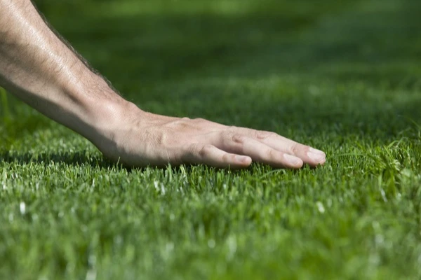 Expert Lawn Care Services Dundalk, MD