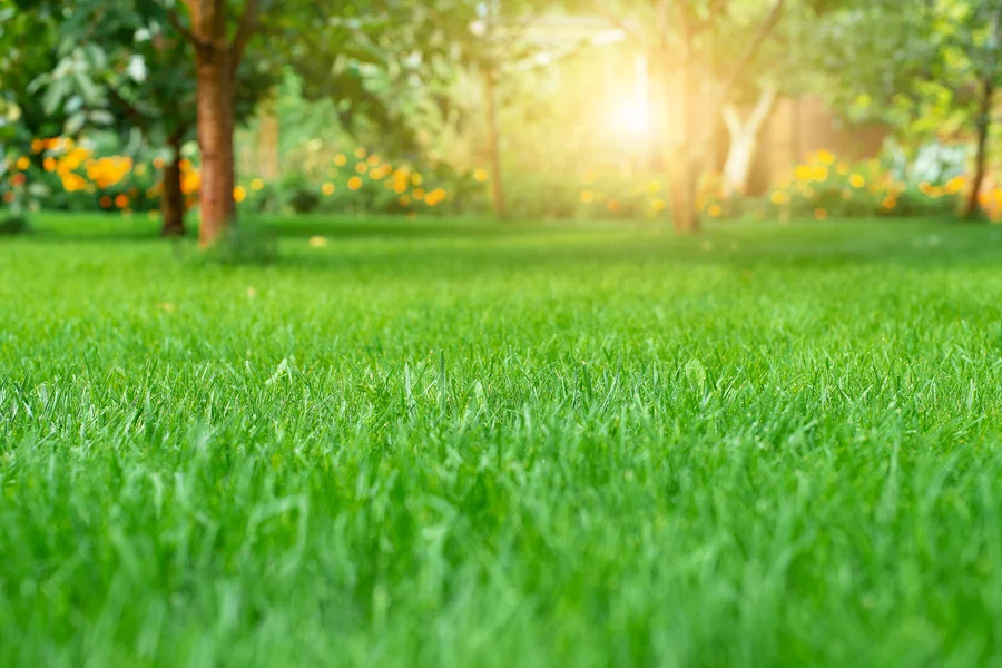 How Lawn Care Services Enhance Your Homes Curb Appeal Dundalk, MD