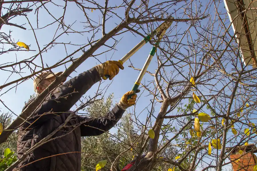 How Proper Tree Trimming Enhances Landscape Appearance Dundalk, MD