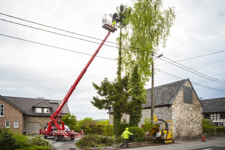 How Proper Tree Trimming Enhances Landscape Appearance in Dundalk, MD