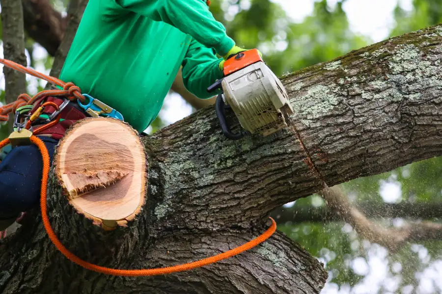Local Tree Trimming Dundalk, MD