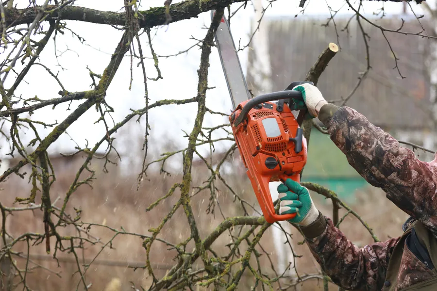 Reliable Tree Trimming Dundalk, MD