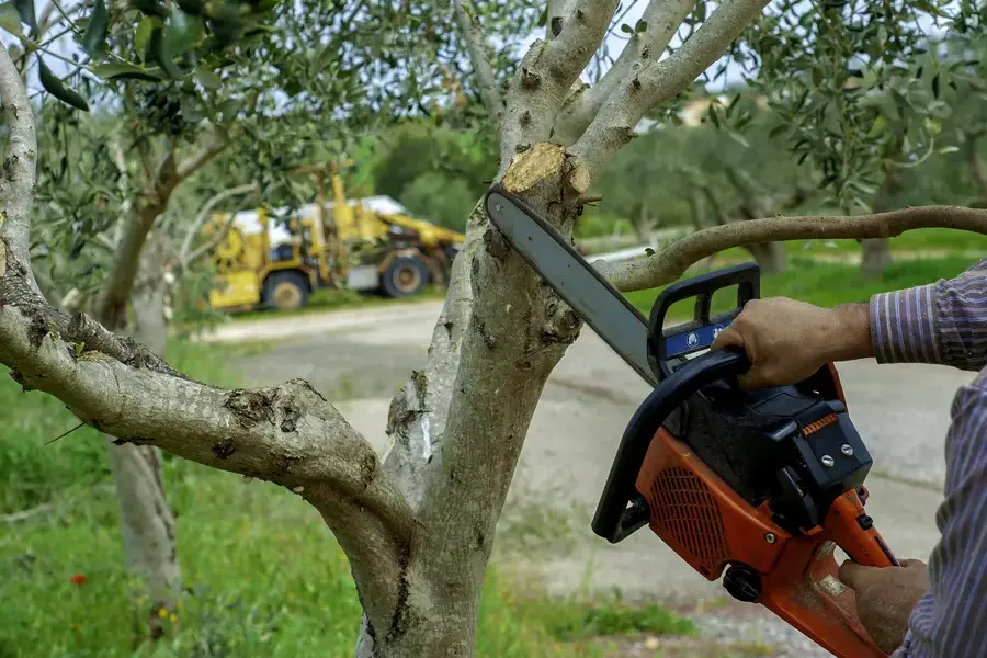 The Role Of Tree Trimming In Managing Tree Diseases Dundalk, MD