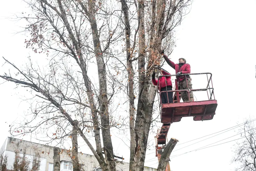The Role Of Tree Trimming In Managing Tree Diseases in Dundalk, MD